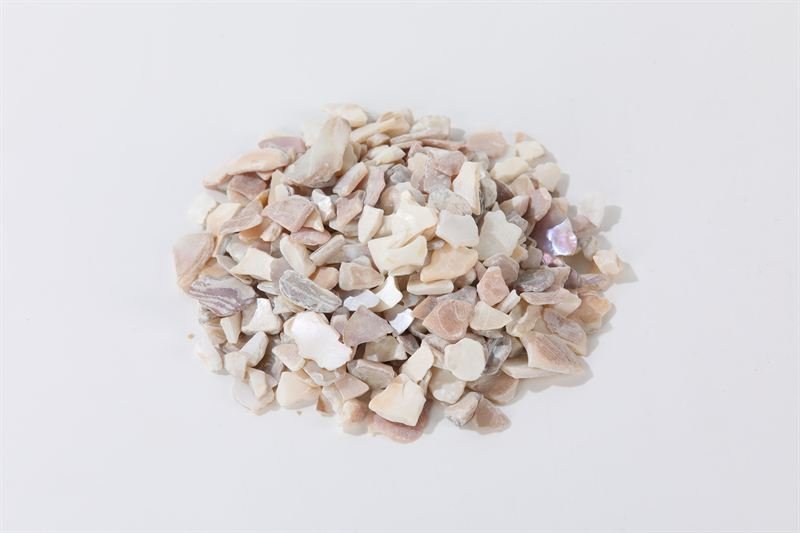 Natural Shell supplied for export from China